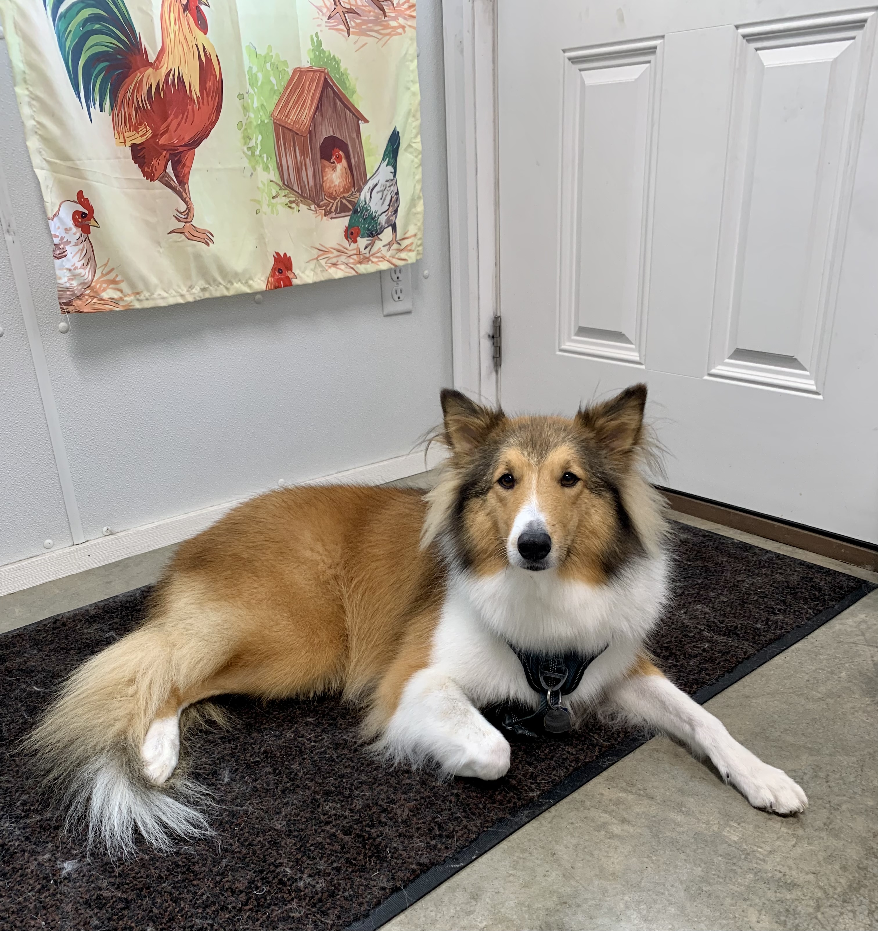 Happy dog grooming client