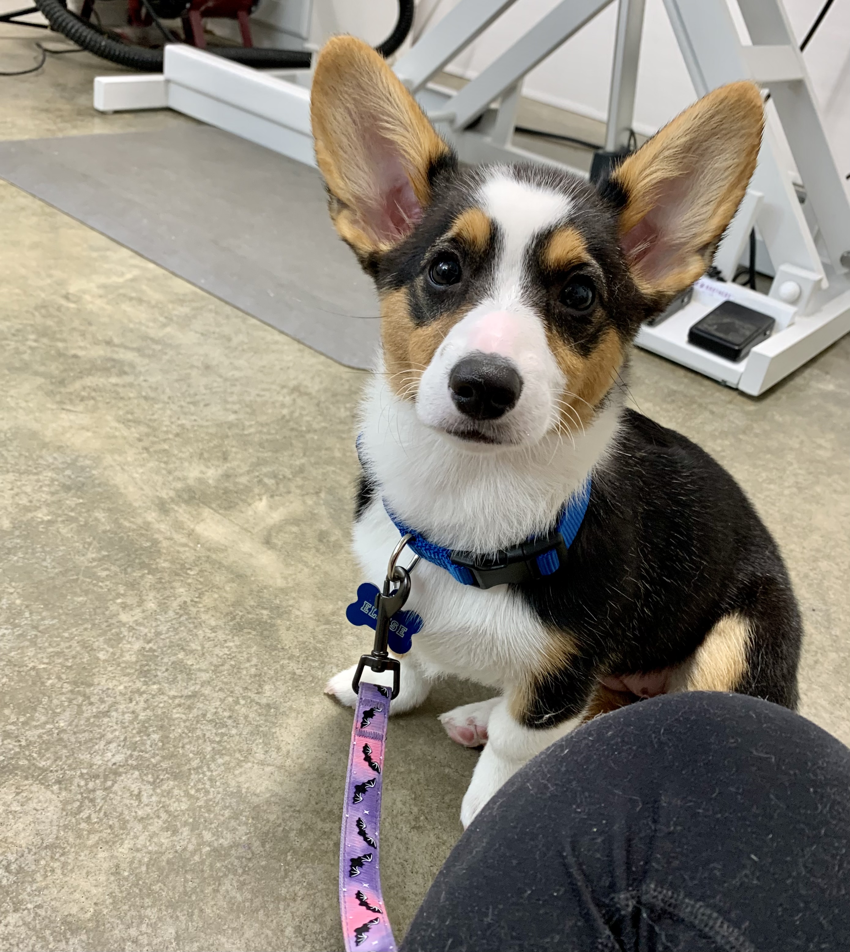 Dog sitting on floor