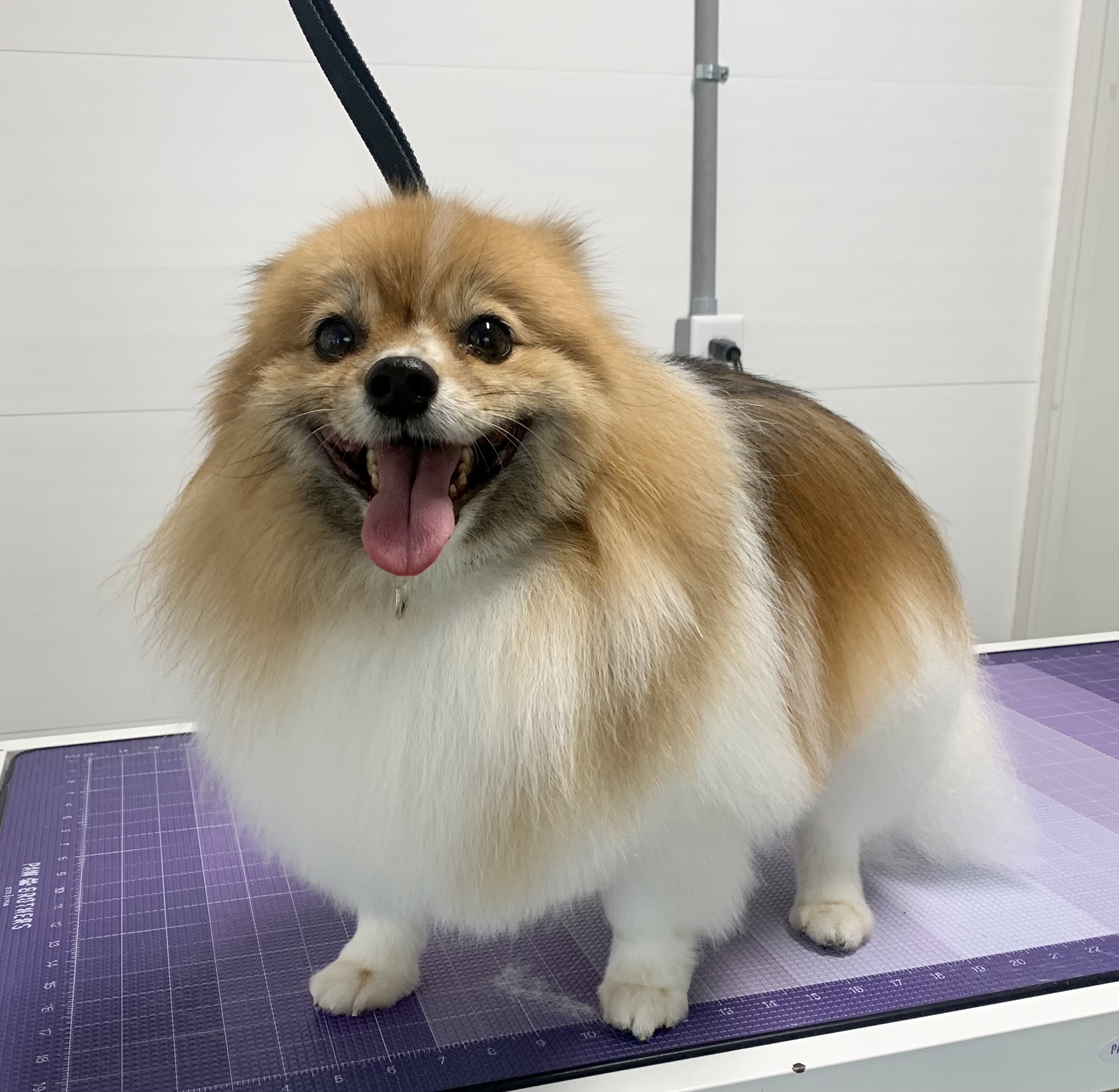 Dog after bath on grooming table