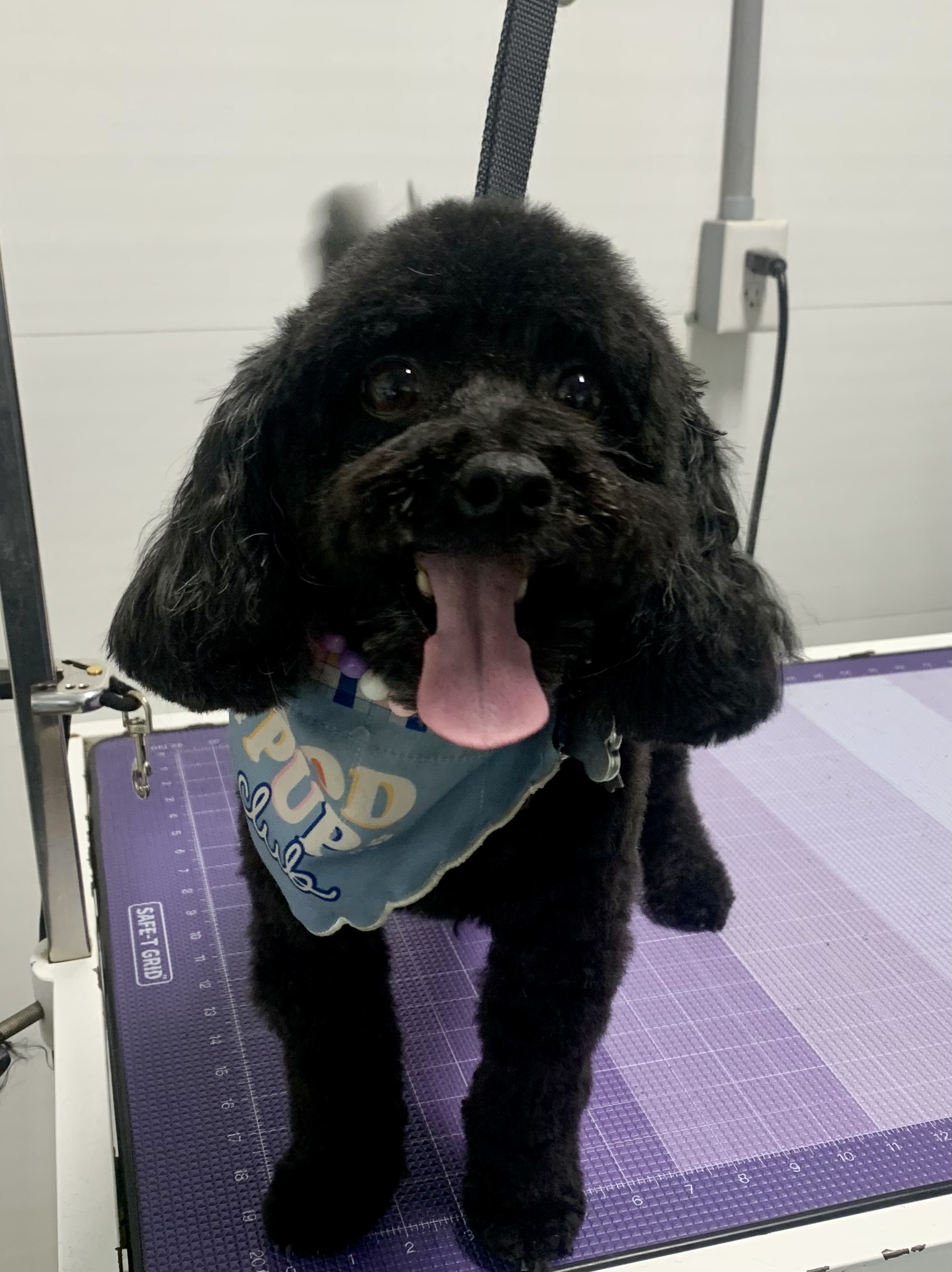 Freshly groomed black dog